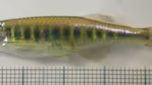 Inlecypris auropurpureus