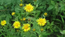 Inula salicina