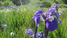 Iris setosa