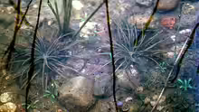 Isoetes lacustris
