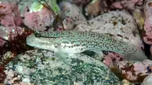 Istigobius campbelli