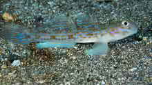 Istigobius hoshinonis