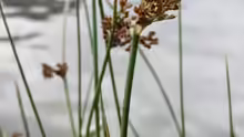 Juncus effusus
