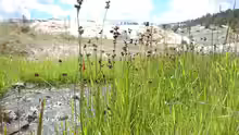 Juncus ensifolius