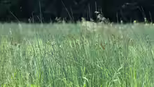 Juncus inflexus