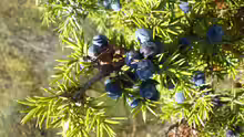 Juniperus communis