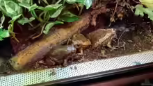 Kaloula pulchra