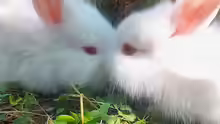 Kaninchen