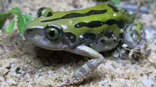 Kassina senegalensis