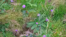 Knautia arvensis