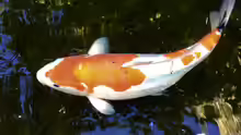 Kohaku