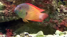 Labracinus cyclophthalmus