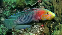 Labracinus lineatus