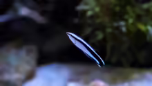 Labroides dimidiatus
