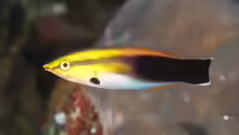 Labroides pectoralis