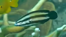 Labropsis australis