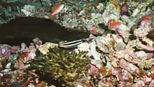 Labropsis manabei