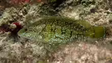 Labrus merula