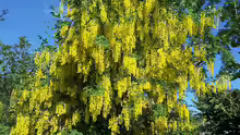 Laburnum anagyroides