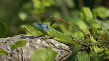 Lacerta bilineata