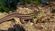 Lacerta trilineata