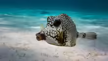 Lactophrys triqueter
