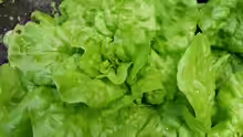 Lactuca sativa