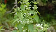 Lamium album
