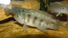 Lamprologus congoensis