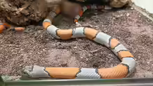 Lampropeltis alterna blairi