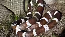 Lampropeltis getula californiae