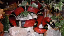 Lampropeltis polyzona sinaloae