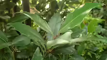 Laurus nobilis