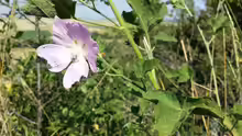 Lavatera thuringiaca