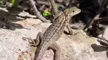 Leiocephalus carinatus