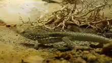 Leiocephalus schreibersi