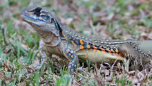 Leiolepis belliana