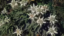 Leontopodium alpinum