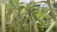 Lepidium sativum