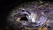 Leptodactylus fallax