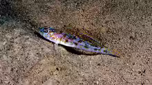 Lesueurigobius friesii
