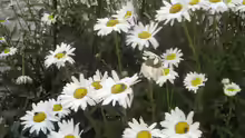Leucanthemum vulgare