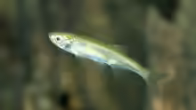 Leucaspius delineatus