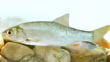 Leuciscus idus