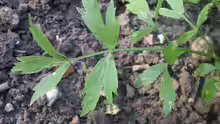 Levisticum officinale