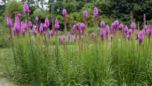Liatris spicata