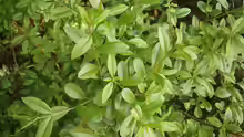 Ligustrum vulgare