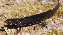 Lissotriton vulgaris