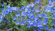 Lithodora diffusa
