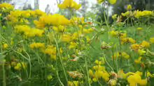 Lotus pedunculatus